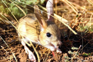 Duży tuschik Duży tuschik